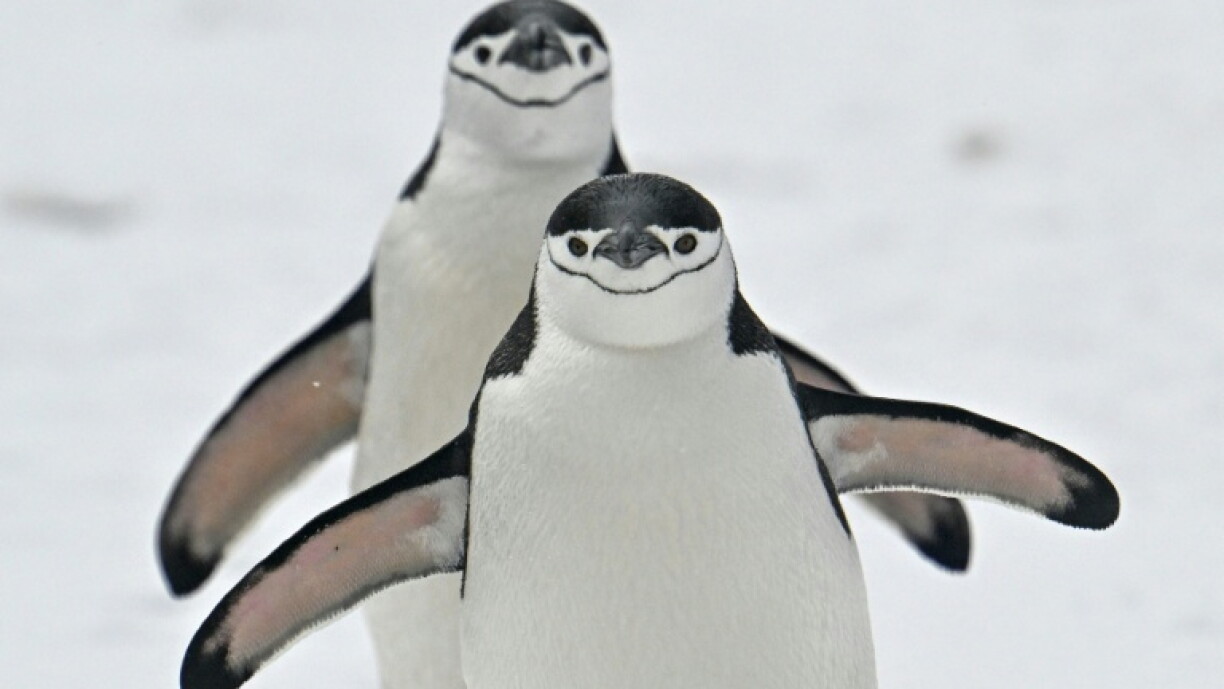Two-thirds decimated: Climate change strips island's title of largest penguin colony: study