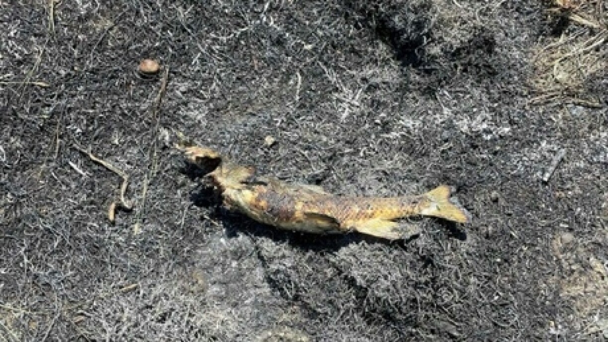 Cette photo fournie par les pompiers d'Ashcroft en Colombie-Britannique (Canada, ouest) montre un poisson brûlé car il serait tombé d'un rapace qui l'avait pêché et aurait provoqué un feu de broussailles en touchant des lignes electriques