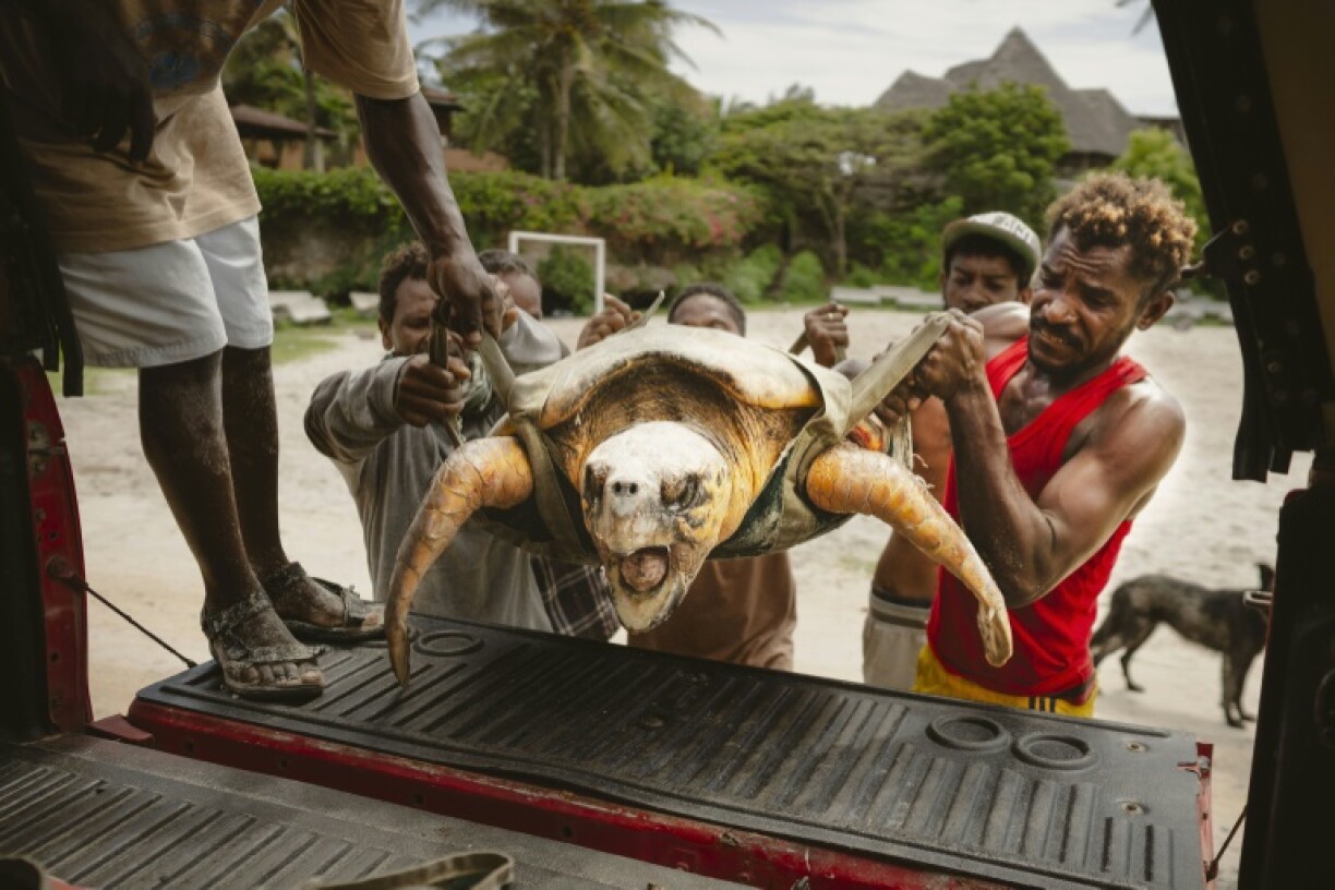 Local Ocean Conservation helpers and fishermen carry a Loggerhead sea turtle saved from a net
