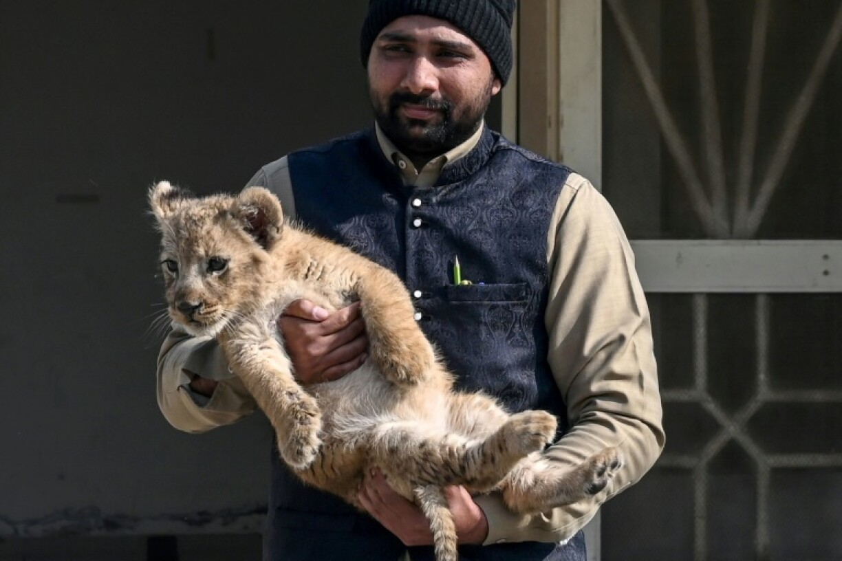 Big cats are imported and bred across Pakistan, seen as symbols of wealth and power to the elite that own them
