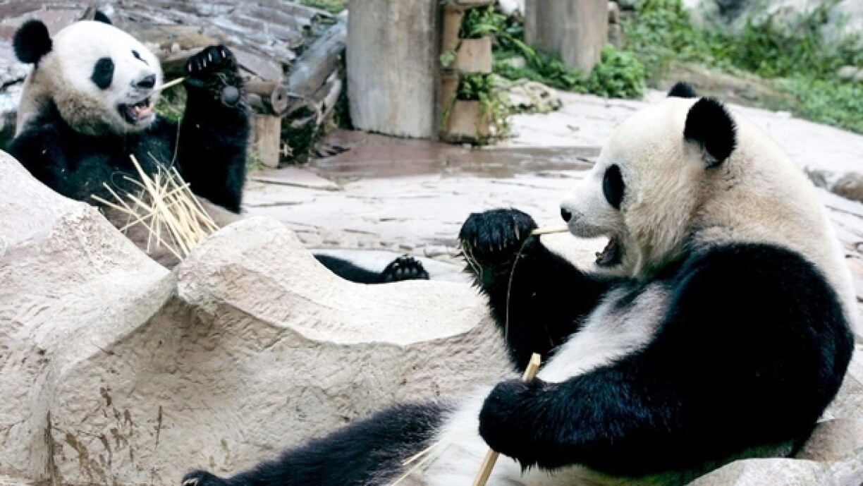 Les pandas géants Chuang Chuang et Lin Hui, le 3 décembre 2005 dans le zoo de Chiang Mai, en Thaïlande