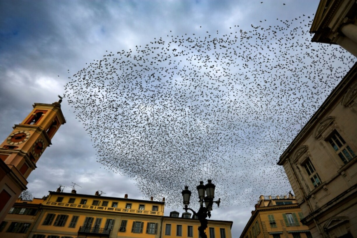 Un nuée d'oiseaux au-dessus de la ville de Nice, le 25 novembre 2024