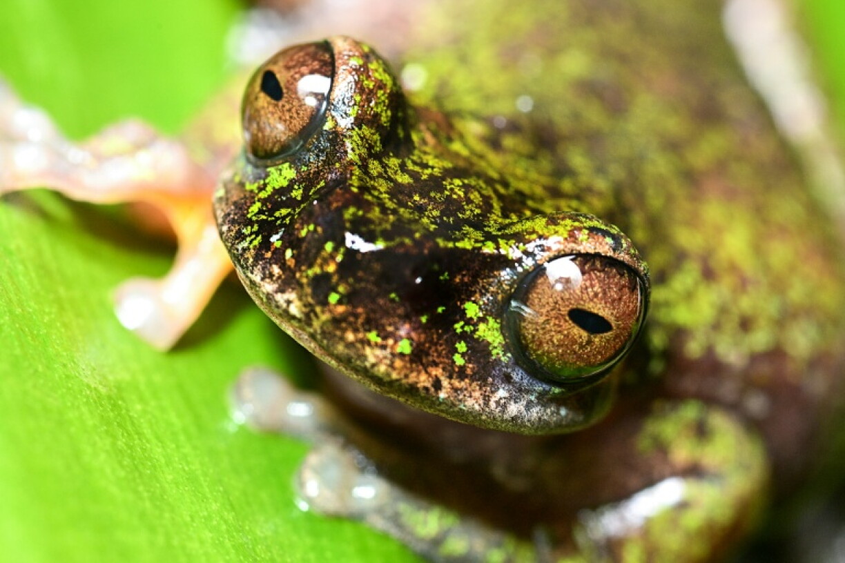 Une nouvelle espèce de grenouille découverte au Costa Rica, connue sous le nom de "grenouille des sources" (Isthmohyla nacientes), à San José, Costa Rica, le 6 août 2026