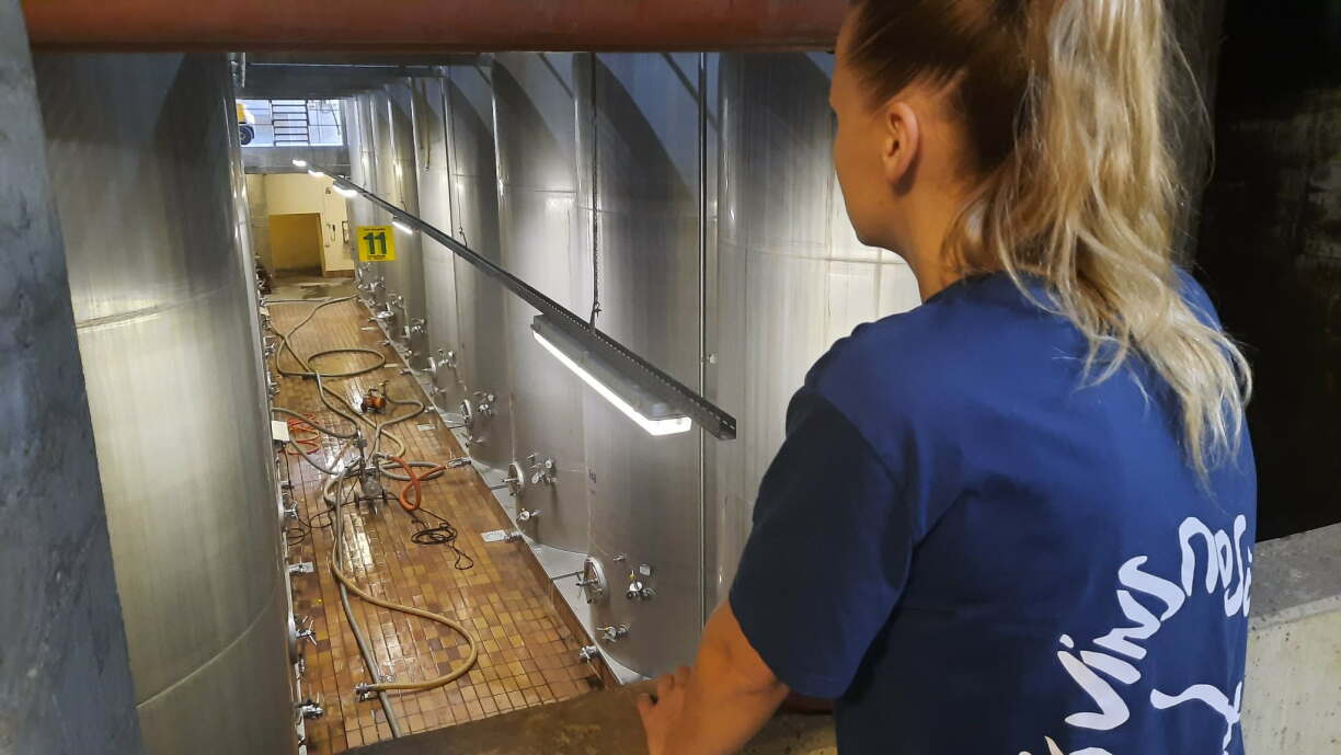 Dans les caves de Wellenstein, les cuves de 48.000 litres de vins en fermentation font l'objet de toutes les attentions de la cheffe caviste et de son assistante.