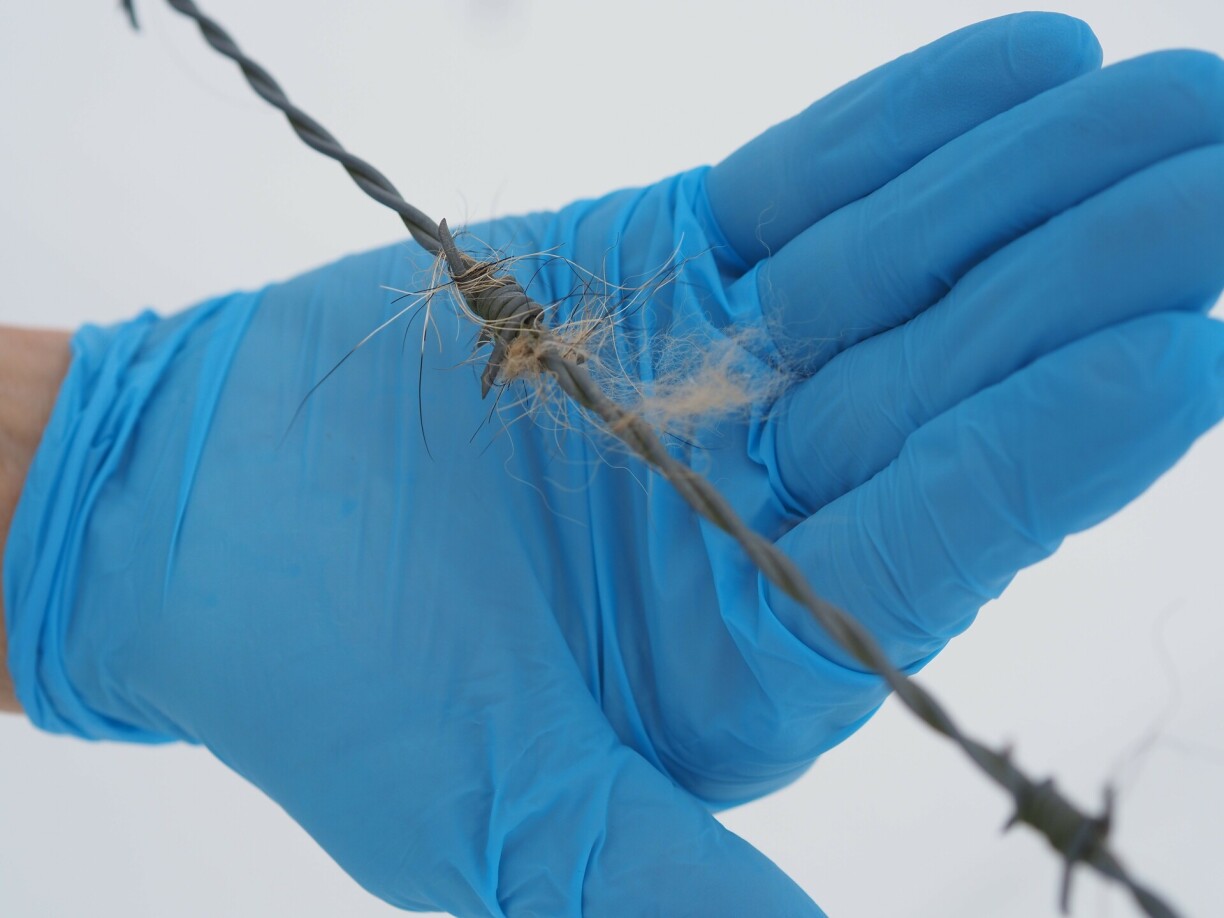 The hair that was caught on a wire fence was undoubtedly from a wolf.
