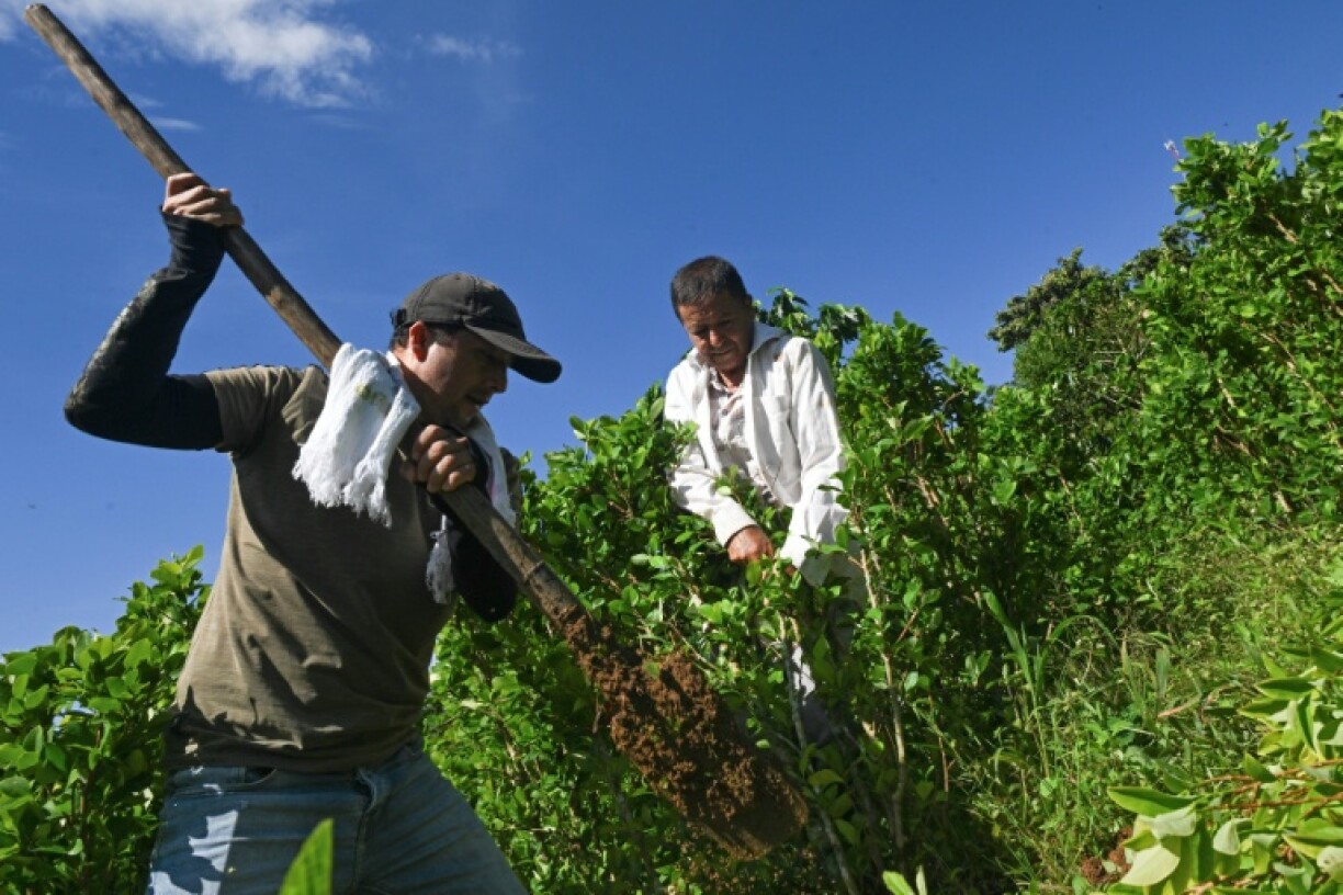 Farmers Nicolas and Alirio Caicedo have received a first payment of some $300 to eradicate their coca crops