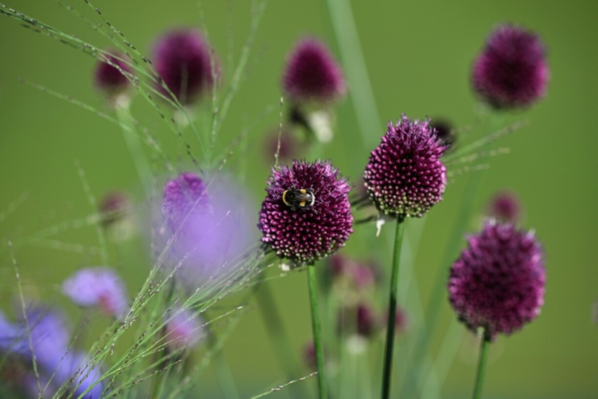 Wimbledon aims to create the look of a traditional English garden