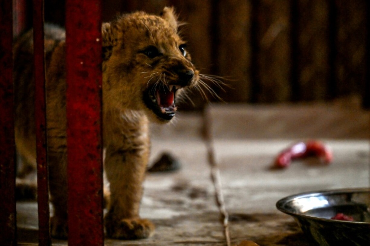 A lion cub confiscated from Pakistani YouTube star Rajab Butt growls inside his enclosure at a zoo in Lahore