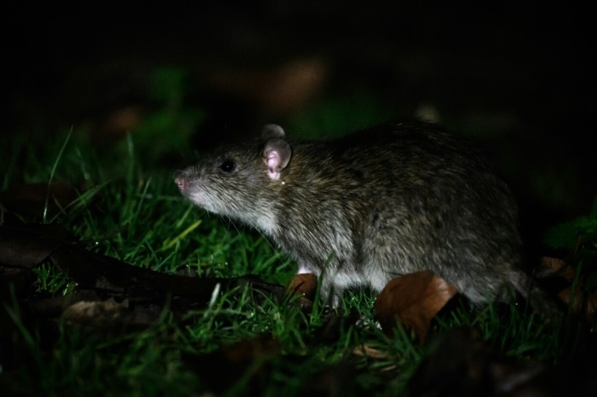 Un rat photographié sur le Champ de Mars à deux pas de la tour Eiffel à Paris, le 7 janvier 2020