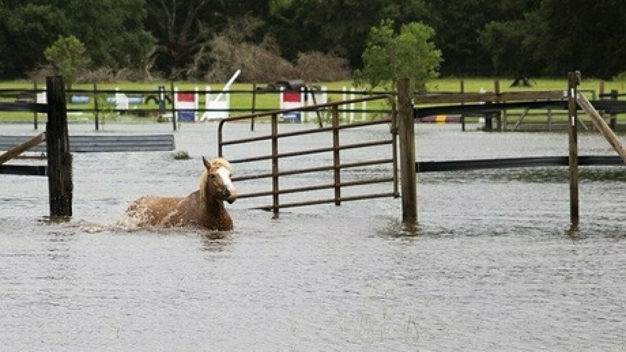 Foto vun engem Päerd a Fluten.