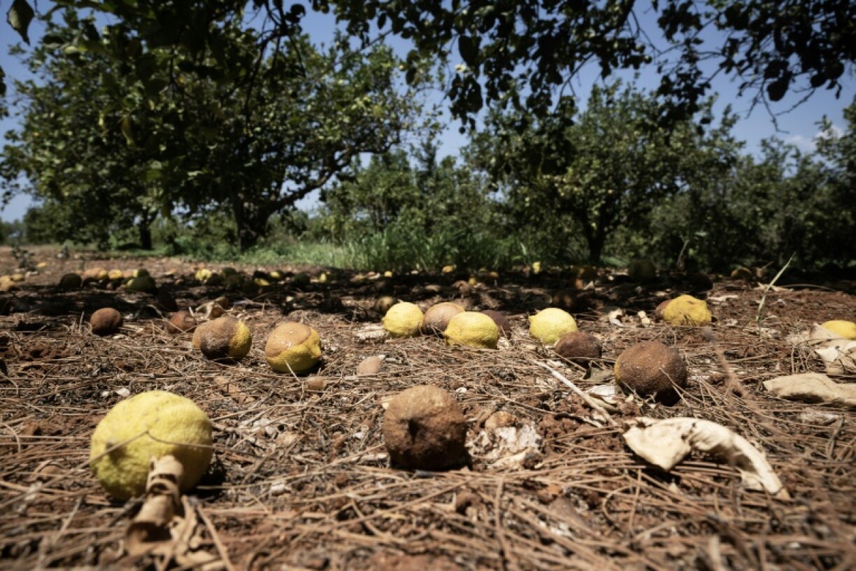 Des citrons brûlés par le soleil et les fortes températures, dans un verger de Campobello di Mazara, dans le sud-ouest de la Sicile, le 8 août 2024