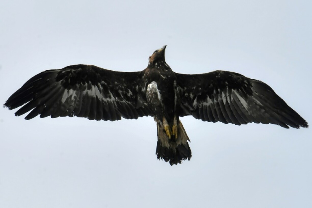 The eagle soars after being released back in the mountains of Tunisia's Sidi Zid region