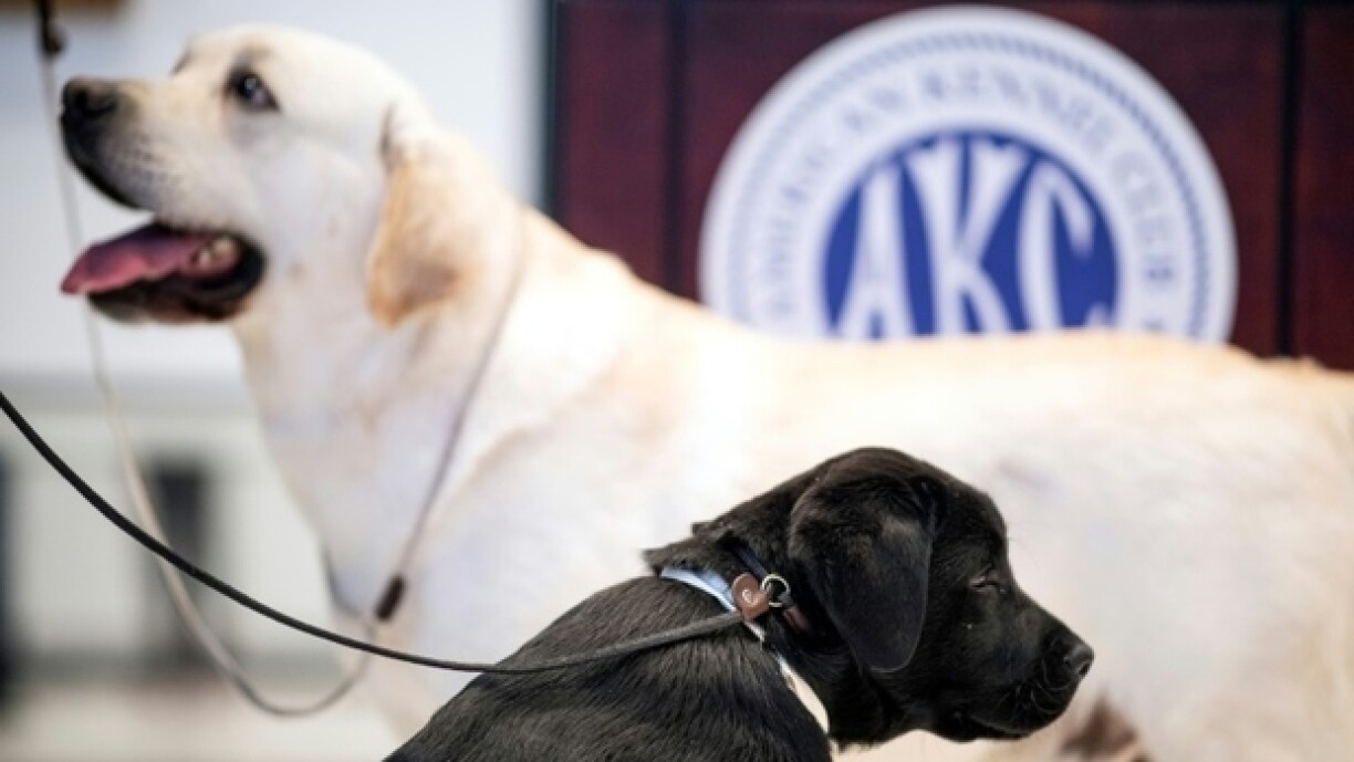 Un Labrador adulte et un Labrador de 14 semaines lors d'un évènement organisé au musée de l'American Kennel Club, à New York, le 20 mars 2019
