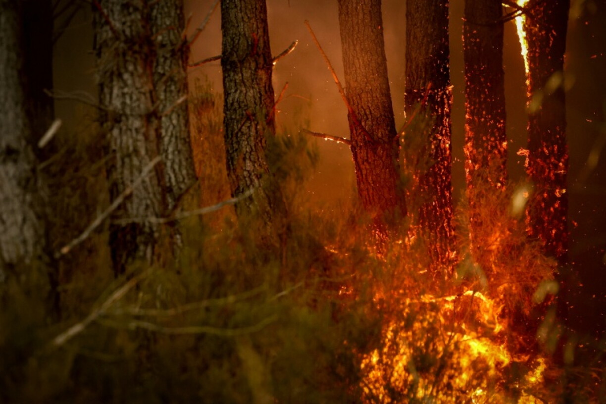 Les insectes vont aussi être fortement affectés par les incendies, notamment à l'état de larve et pour ceux qui vivent dans le bois avec un cycle de plusieurs années