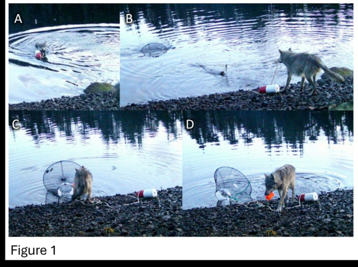 The wolf dragged a green crab trap from the water to the shore to eat its bait in the Heiltsuk Indigenous territory of Canada
