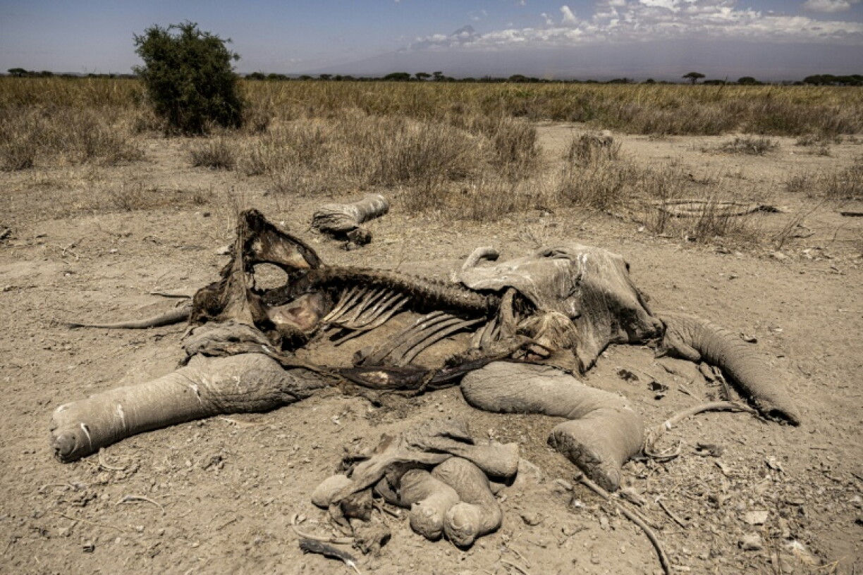 Une carcasse d'éléphante git le 12 août 2026 dans la réserve de Kimana, près du célèbre parc national kényan d'Amboseli