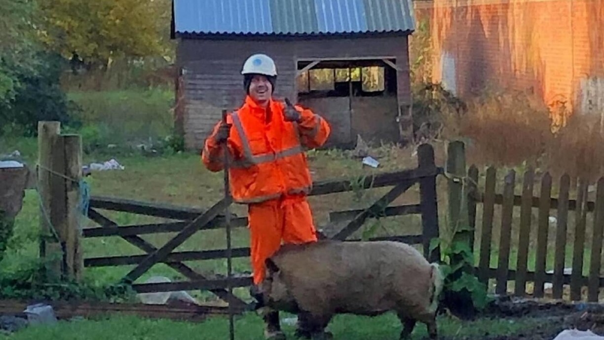 Pig vs engineer - who is the victor?