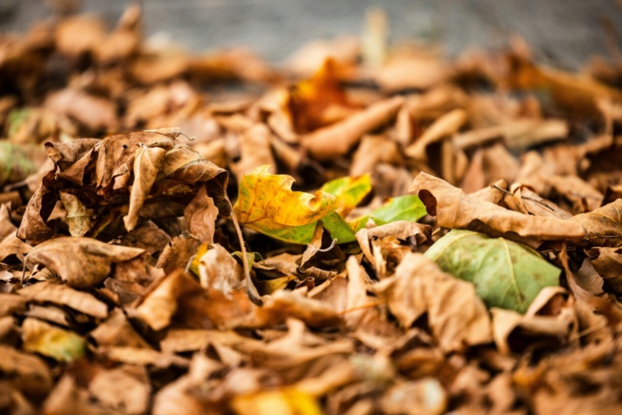 Des feuilles mortes au pied des arbres en raison d'une vague de chaleur le 22 août 2025 à Papendrecht, aux Pays-Bas