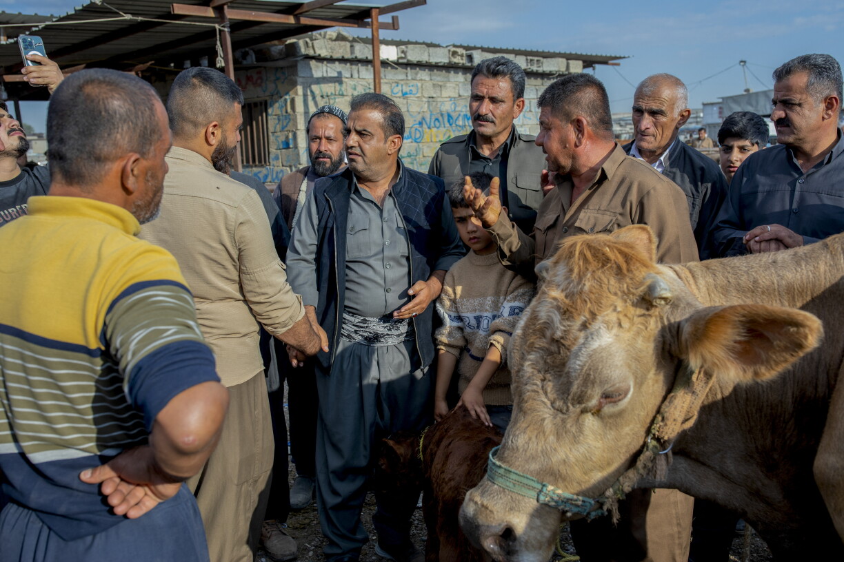 Rëndfleesch iessen ass am Irak erlaabt.