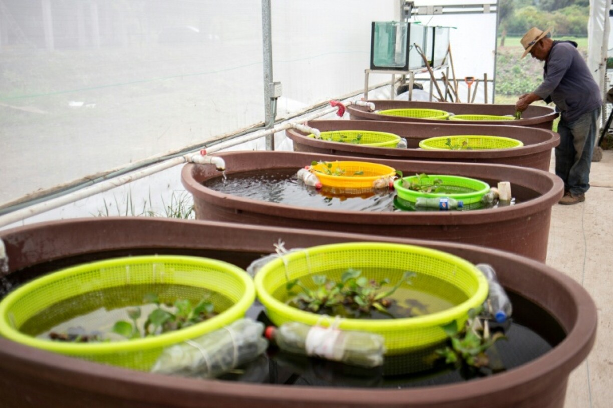 The fishermen care for the achoques until they are ready to be released into the wild