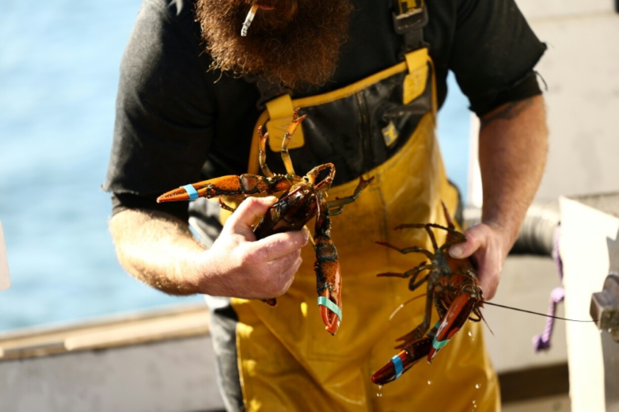 With a cigarette in his mouth, a worker unloads fresh lobsters in the port of Stonington, Maine after a morning at sea