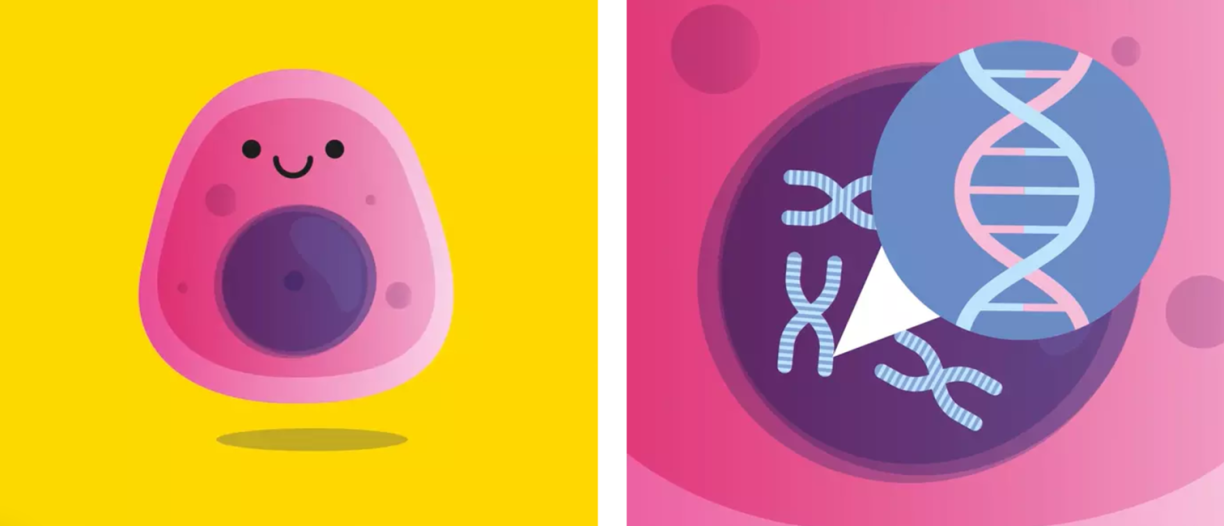 À gauche : illustration d'une cellule saine (rose) dotée d'un noyau cellulaire (violet). À droite : gros plan sur l'intérieur du noyau cellulaire, où se trouvent nos chromosomes (gris-bleu), qui sont composés d'ADN enroulé (double hélice rose et bleu).