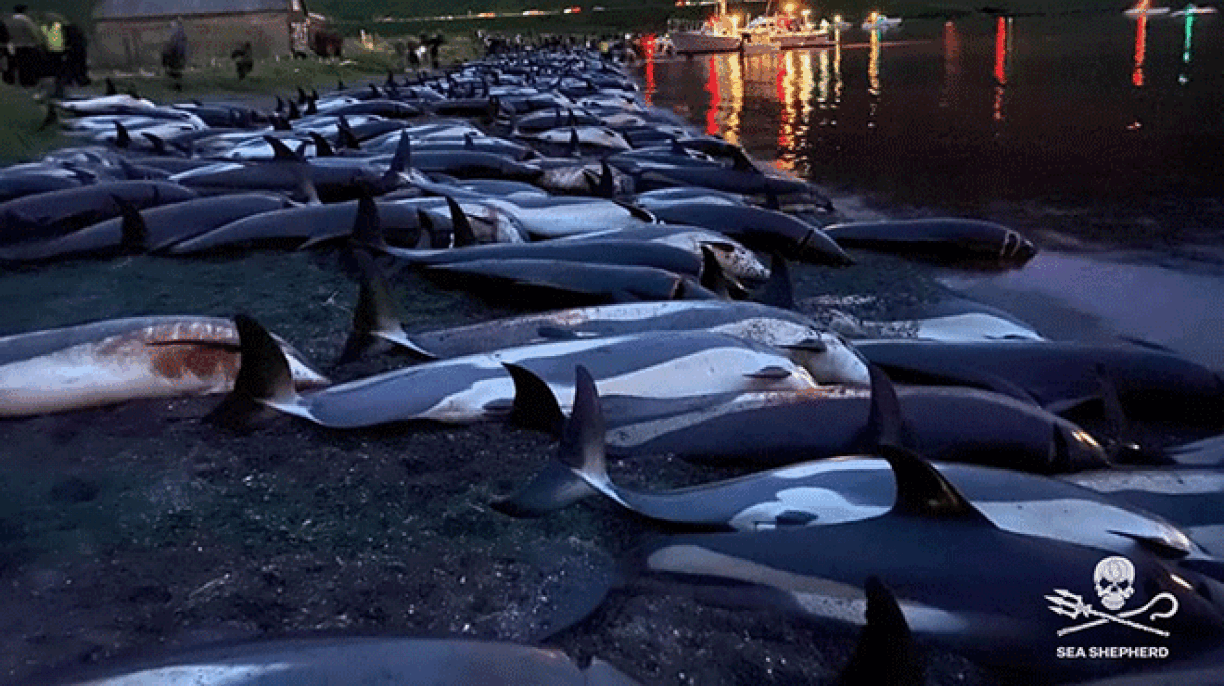 1.428 dauphins massacrés aux Iles Féroé :
