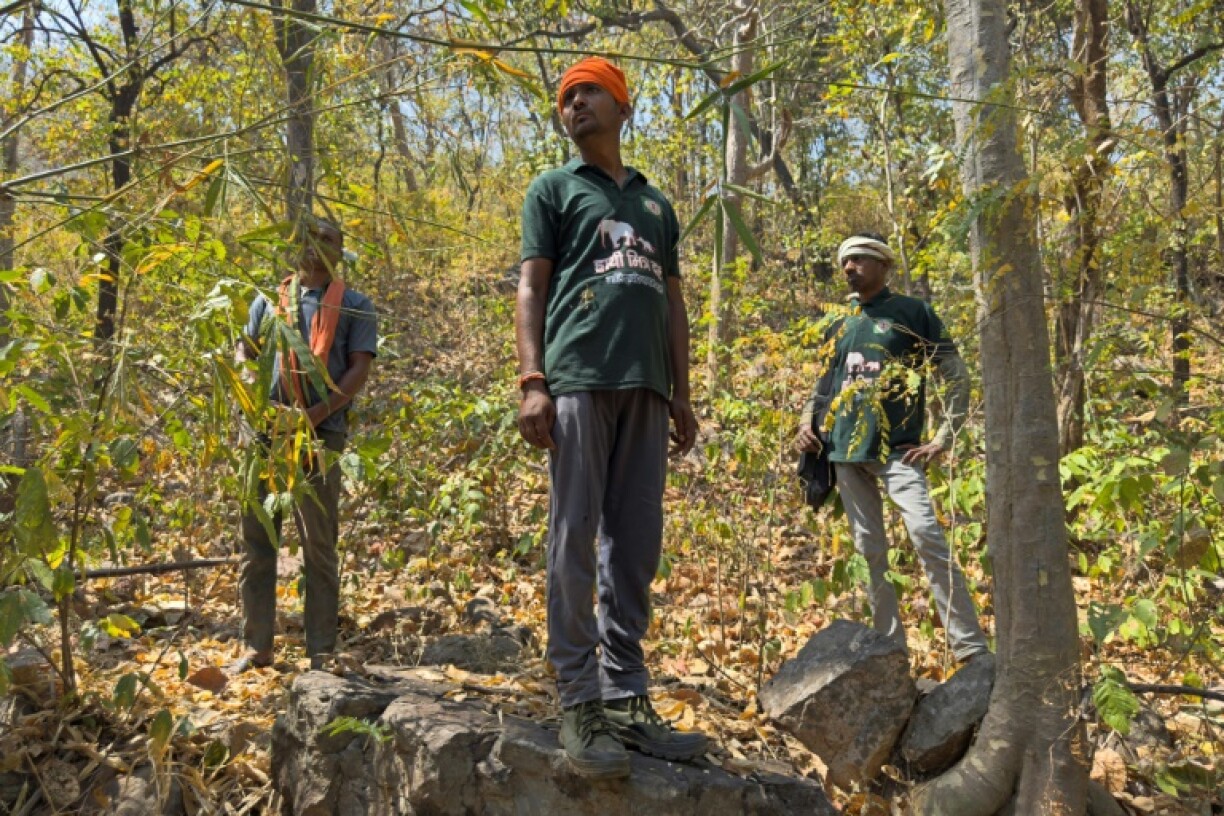 Elephant trackers from 'friends of the elephant' team, listen for sounds to locate a wild herd at a forest in Dhawalpur in India's Chhattisgarh state