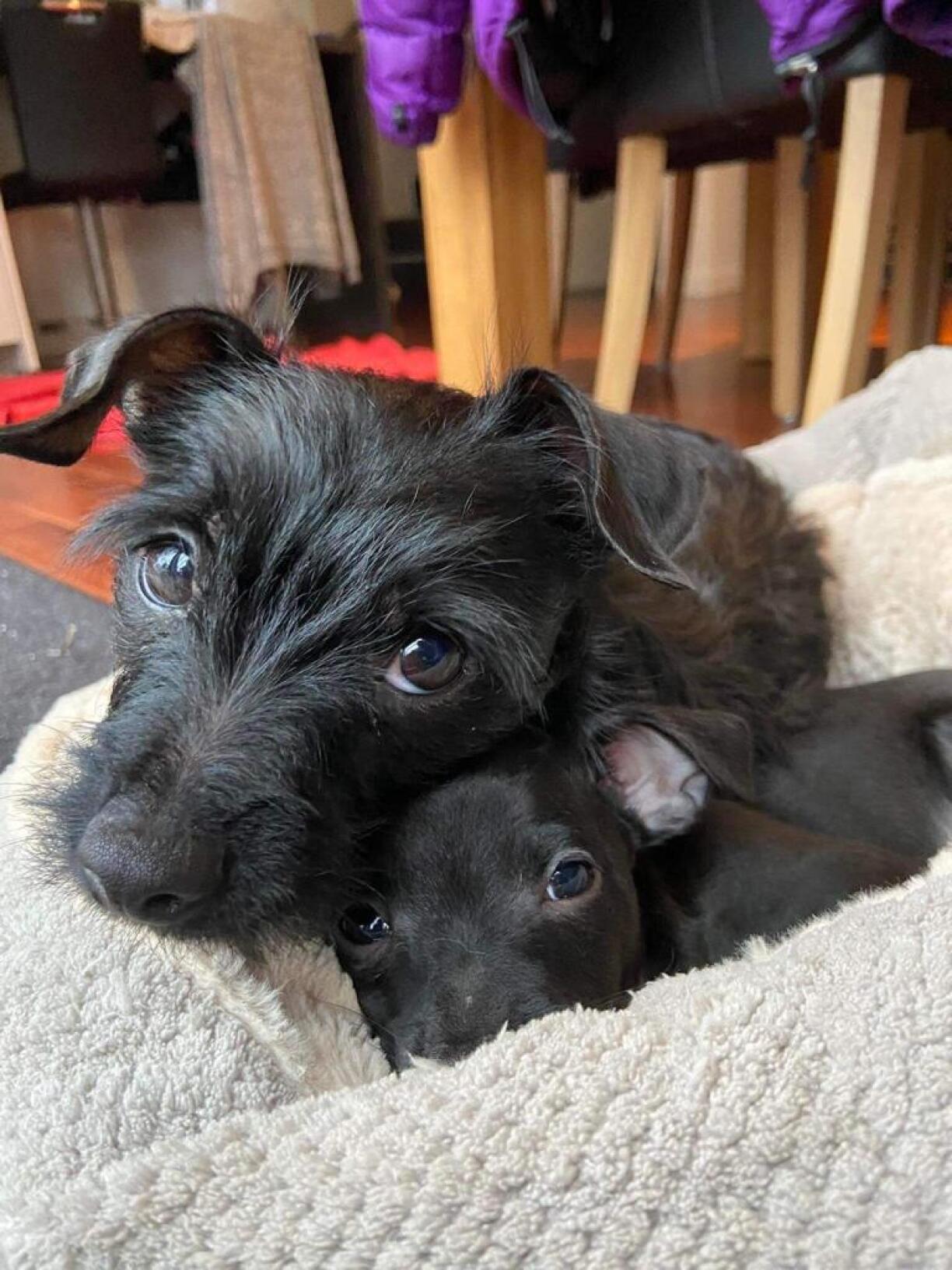 D'Ricky a säi Jong de Rex si beienee bliwwen.