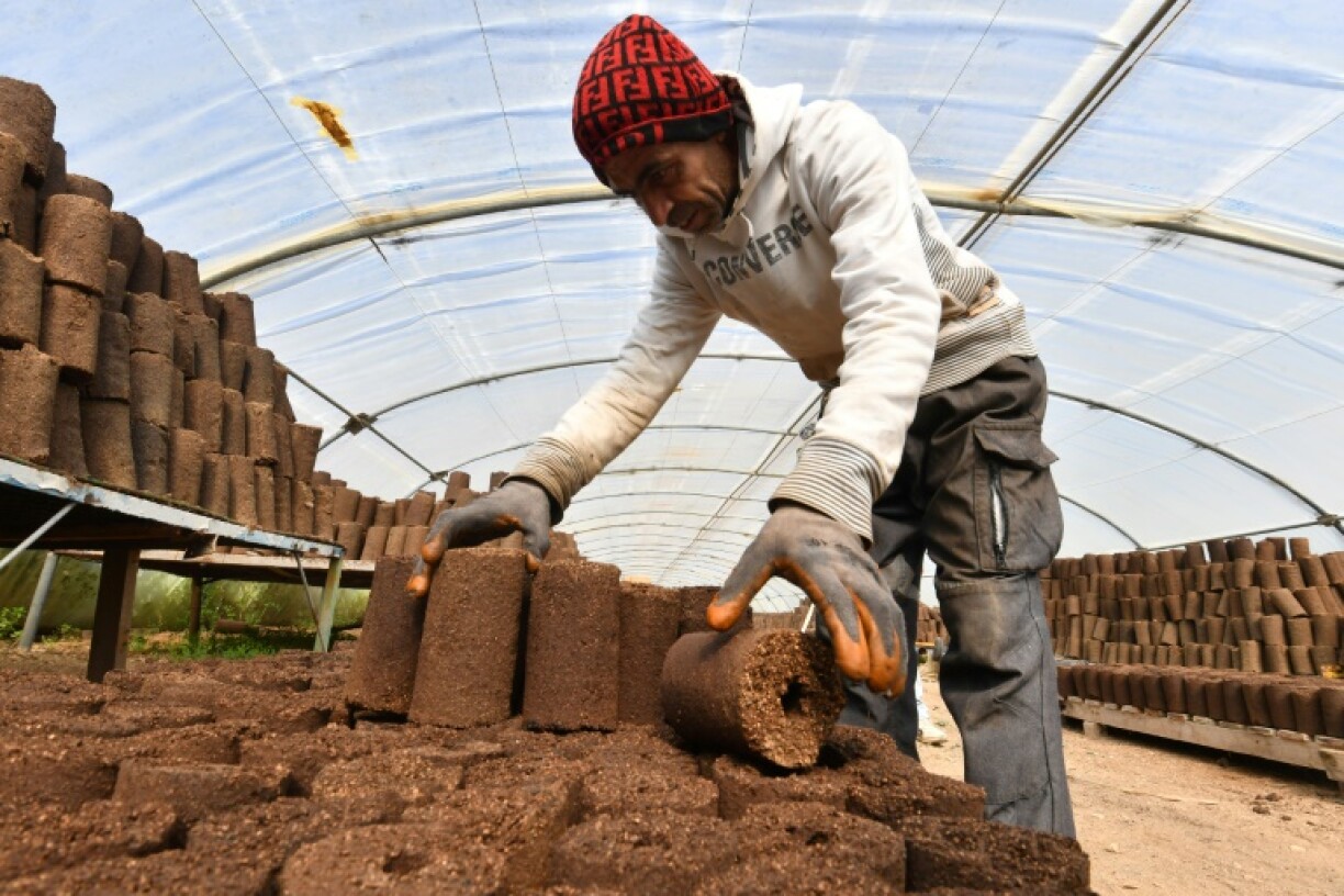 A man arranges rolls of olive pomace at the grounds of start-up Bioheat in the town of Sanhaja near Tunis