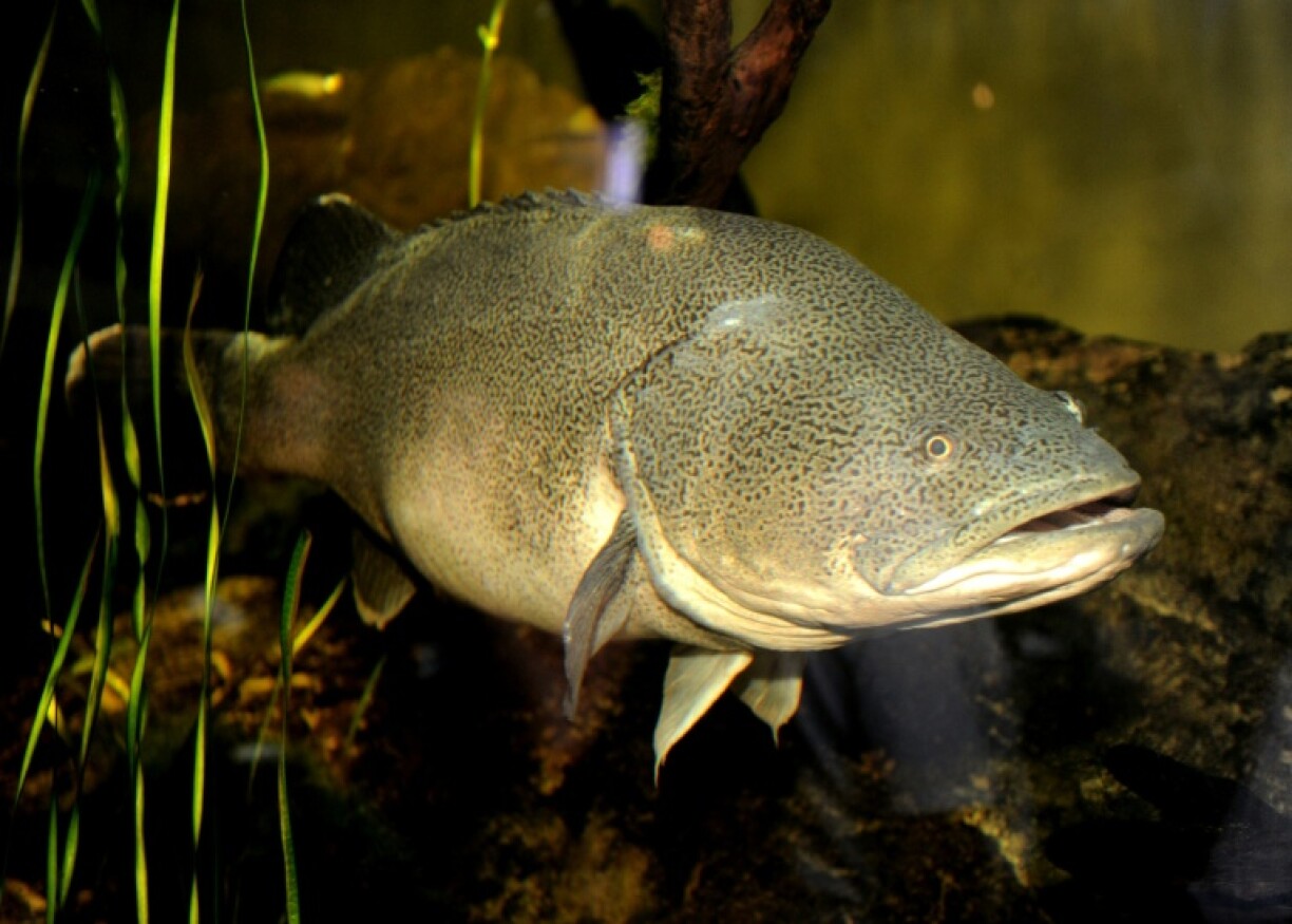 Murray cod -- this one from the Sydney Aquarium in 2011 -- can live for nearly 50 years