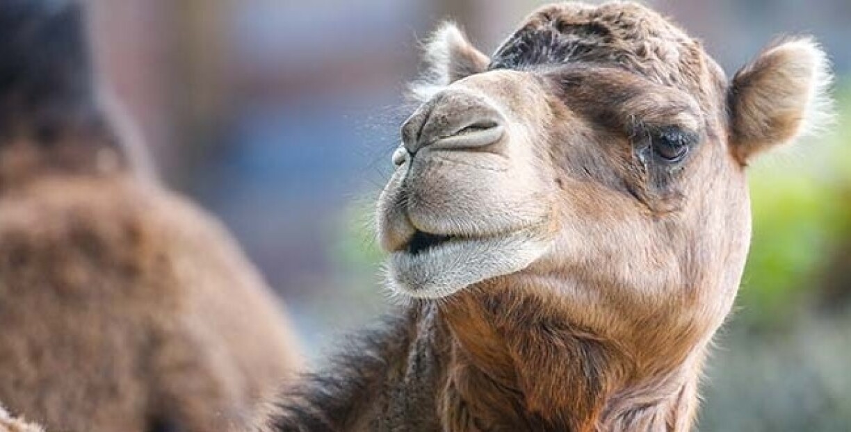 Un concours de beauté pour chameaux vire au scandale: 43 animaux BOTOXÉS disqualifiés