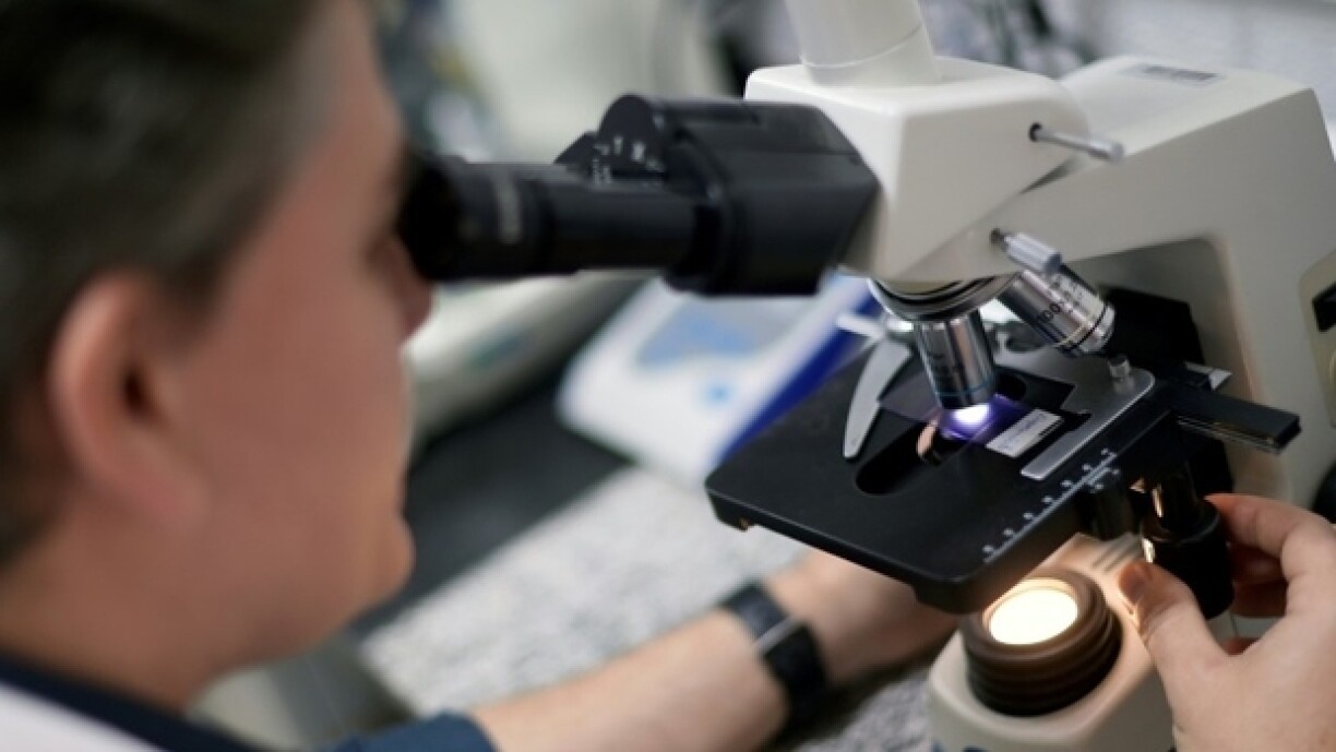 Ënner engem Microscop goufen d'Déiere analyséiert a Geforesituatioune simuléiert.