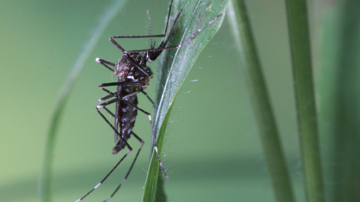 Adult female of Aedes japonicas