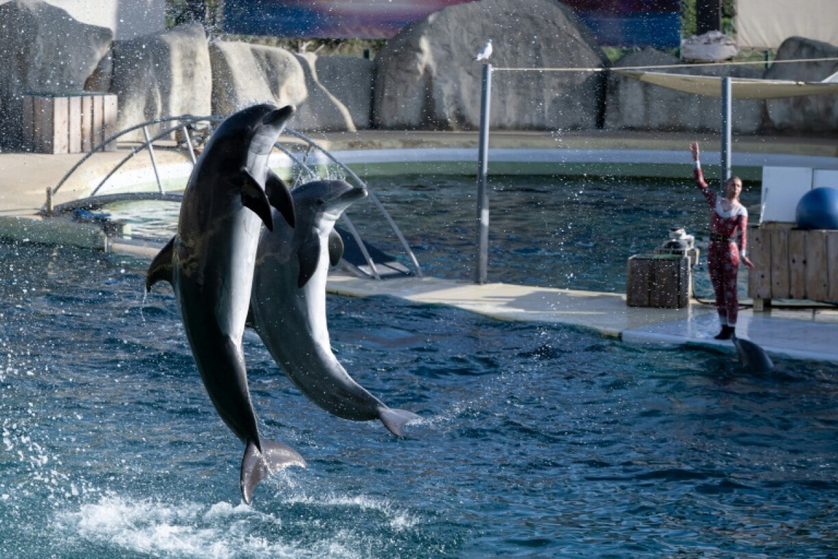 Des dauphins au Marineland d'Antibes, le 2 janvier 2025