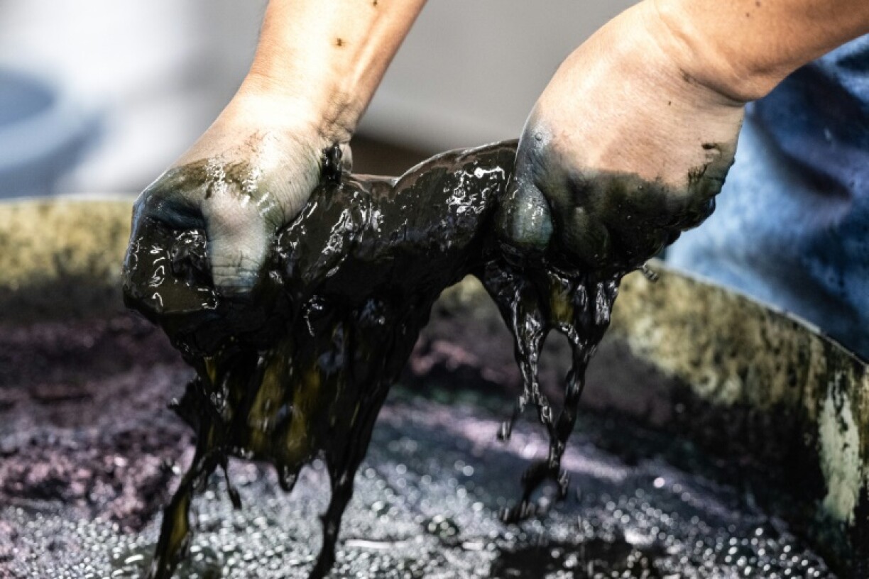 The Momotaro Jeans factory's cotton is imported from Zimbabwe, but its natural indigo is harvested in Japan