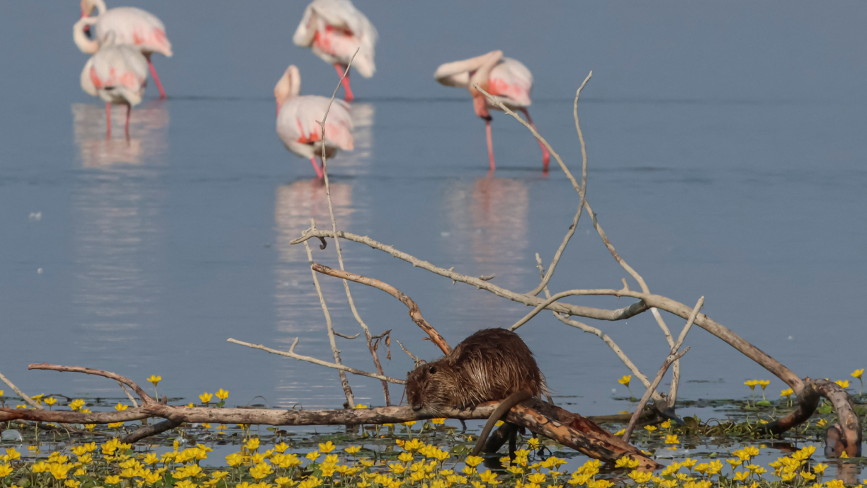 Nutria spotted in Lake Kerkini at a dead tree branch over water lilies next to flamingo birds and Great egret. The nutria, Myocastor coypus, also known as the coypu, a large herbivorous semiaquatic rodent. This species is included since 2016 in the EU list of Invasive Alien Species of European Union concern implying that this species cannot be imported, bred, transported, commercialized, or intentionally released into the environment in the whole of the European Union. Lake Kerkini is an artificial reservoir in Macedonia, Greece that was created in 1932, it is one of the premier birdwatching sites in Greece, as it is situated along the migratory flyway route.