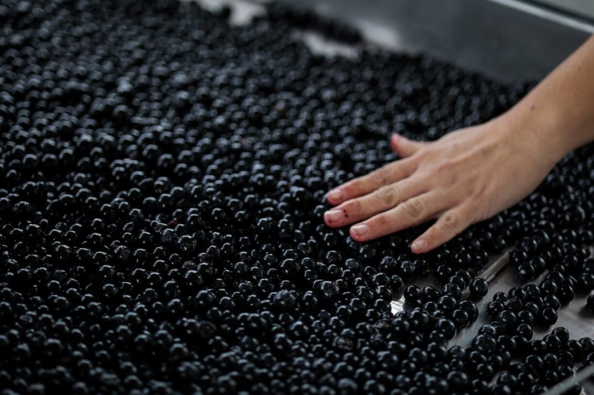 Au premier jour des vendanges au Château Certan de May à Pomerol en Gironde, le 27 septembre 2021