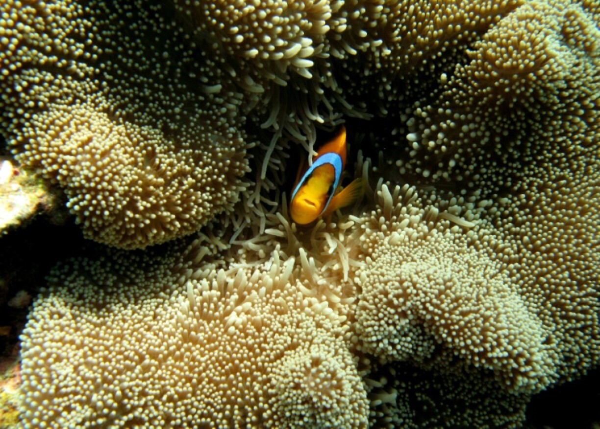 The ocean covers most of the Earth's surface but is far less explored and understood than most above-water parts of our planet