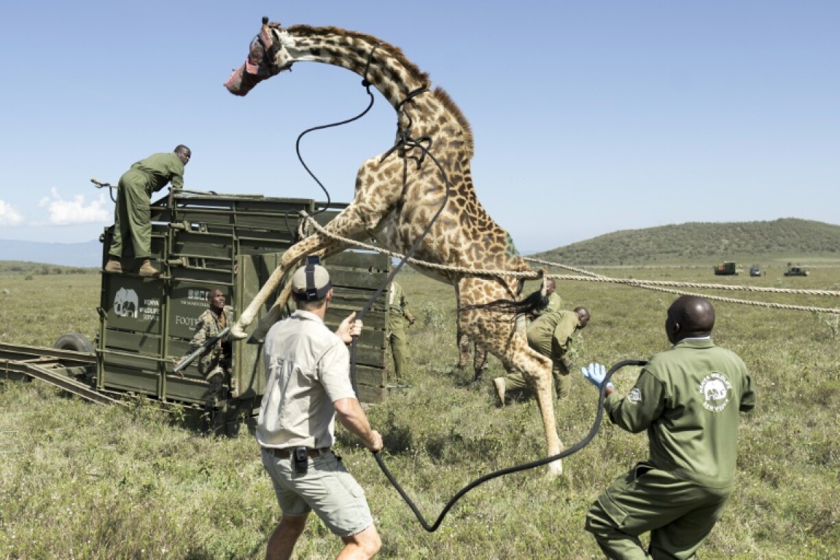An adult female Masai giraffe rears on its hind legs as it resists efforts by Kenyan rangers to guide it into a transportation crate