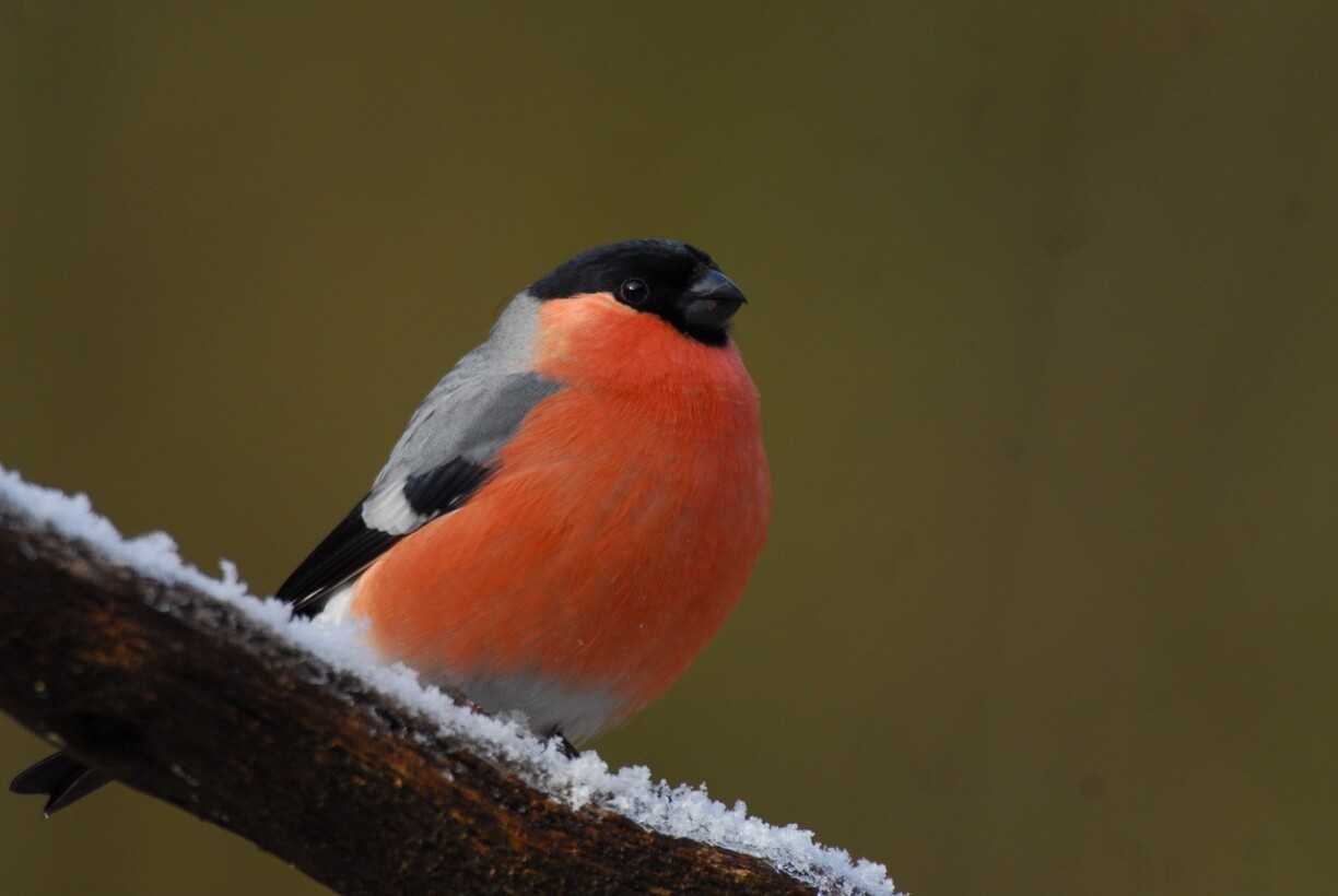 E Pillo (op däitsch e Gimpel)