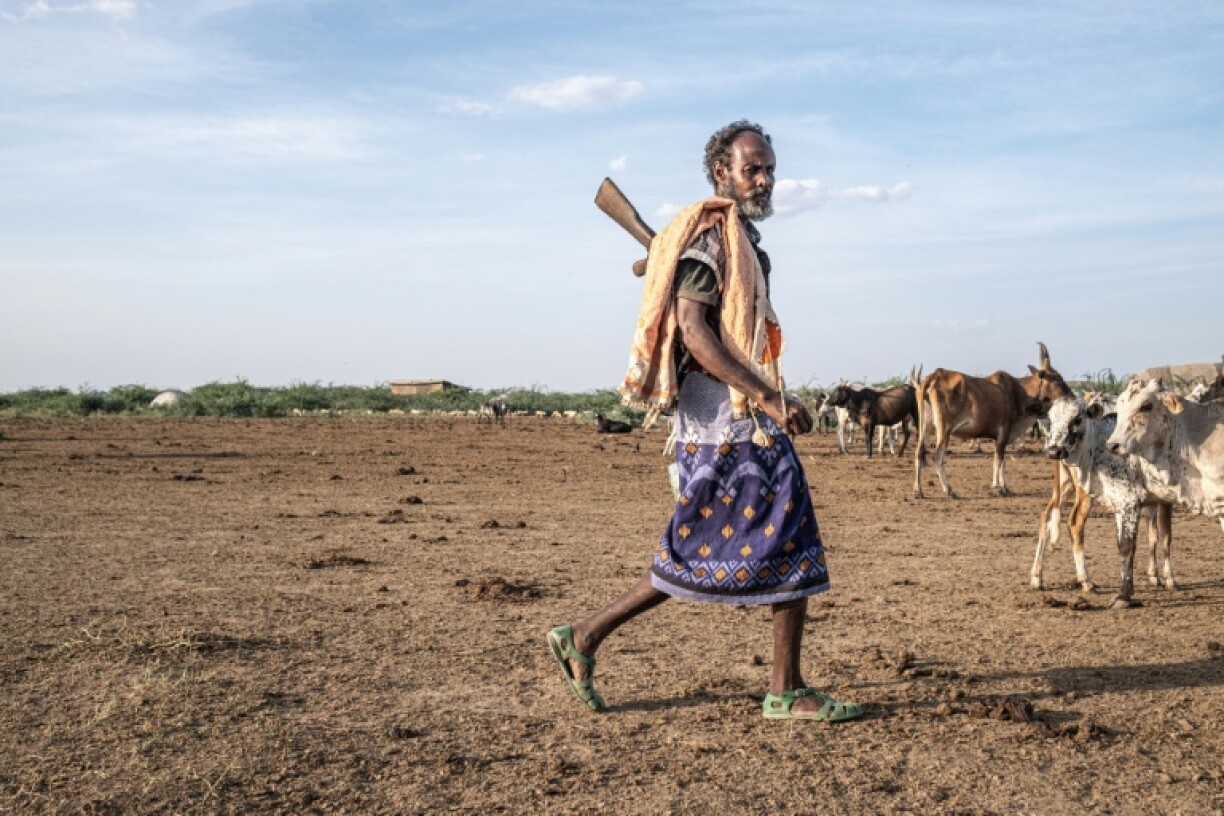 The tree's pods are said to make cows sick, blocking their mouths and stomachs and killing some