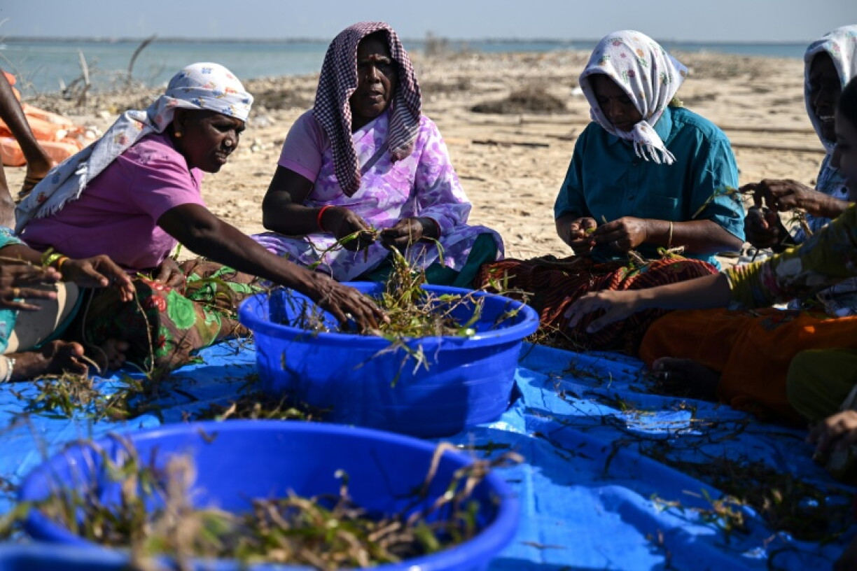 Members of the fishing community tying seagrass shoots onto jute twines for restoration work to protect Kariyachalli Island, off the coast of Thoothukudi in India's Tamil Nadu state