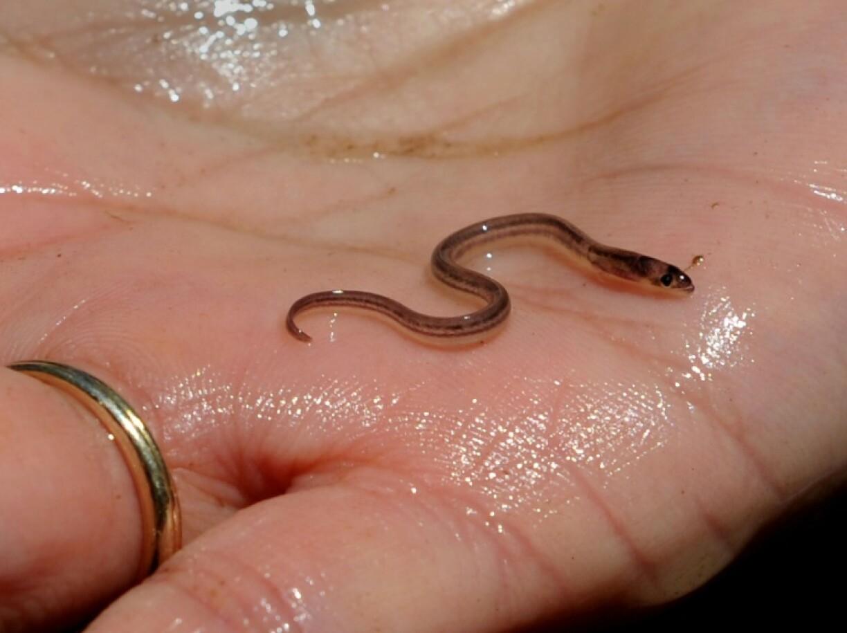 Demand for the worm-like creatures with dots for eyes comes largely from Asia and is filling the coffers of the criminal organizations terrorizing Haiti