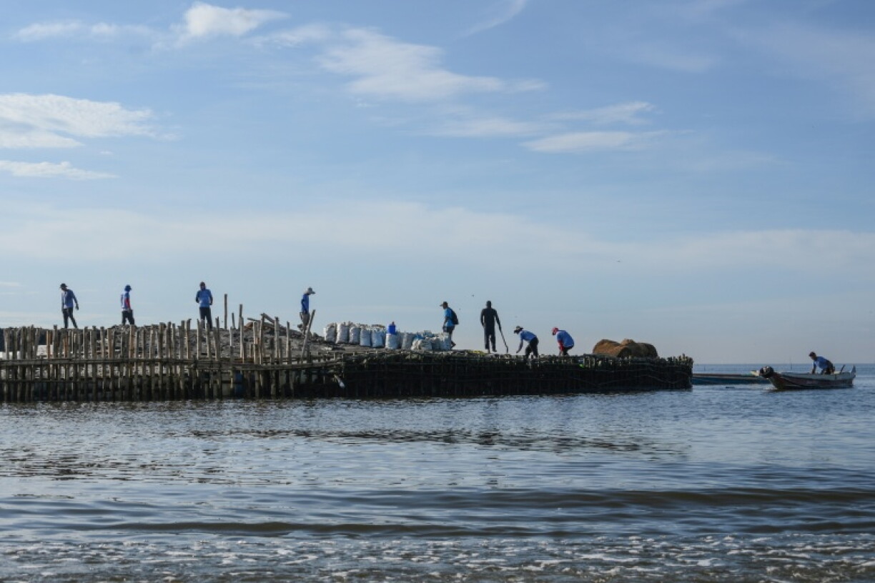 In this photo taken on October 13, 2026, workers lay coconut-fibre nets next to bags of oyster shells on a breakwater at Pamarawan Island in Malolos City, Bulacan province. Burdened by strong storm surges, land subsidence and rising seas exacerbated by climate change, the 3,000 residents of tiny Pamarawan Island have turned to bamboo poles and discarded oyster shells to build a barrier aimed at weakening waves and managing floods.