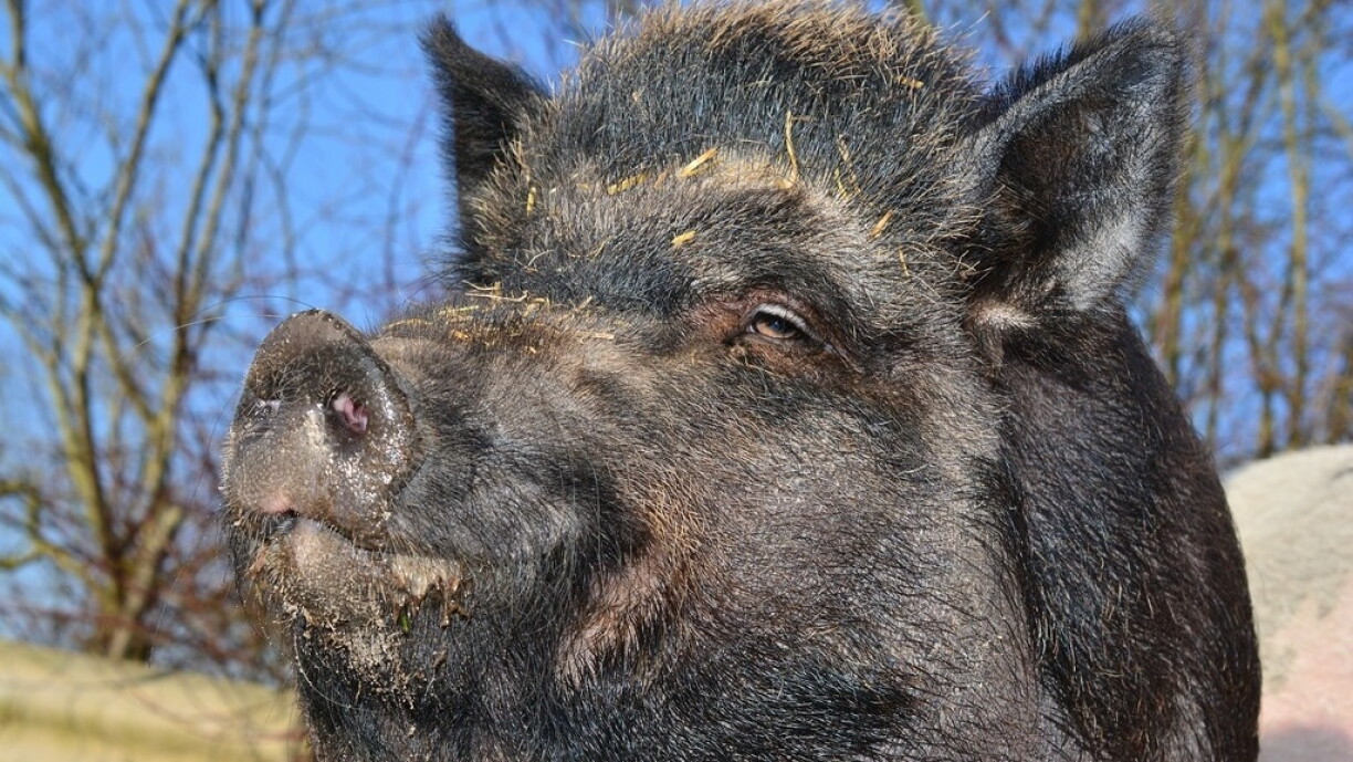 Presumably not the boar in question.
