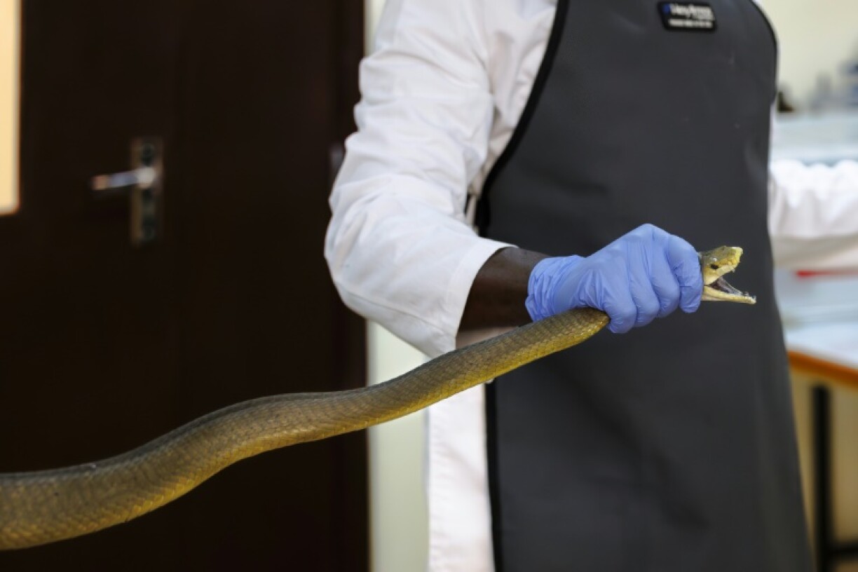 A black mamba snake, just one of the 16 species of venomous snakes Friede let bite him