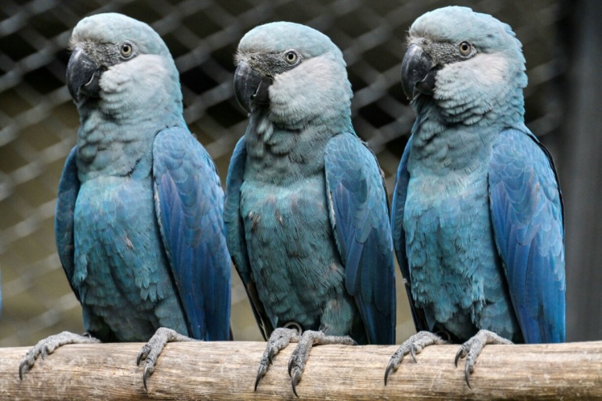 Spix's macaws live mostly in captivity, with 27 housed at the Sao Paulo zoo