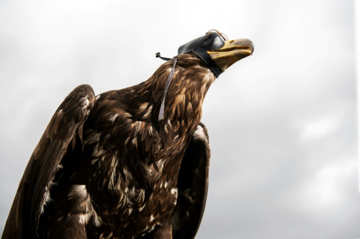 Un pygargue, grand aigle pêcheur, utiliser pour entraîner des chiens Bergers de Maremme à protéger les agneaux, à Aviemore, dans les Highlands écossais, le 26 juillet 2023