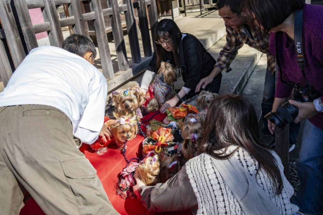 Pet owners line up their dogs wearing kimonos on a red tiered display for photographs. They then brought them into the inner sanctuary, where a priest performed a purification rite.